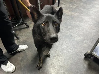An adult medium-sized female German Shepherd Dog dog named Ophelia for adoption in Savannah, GA