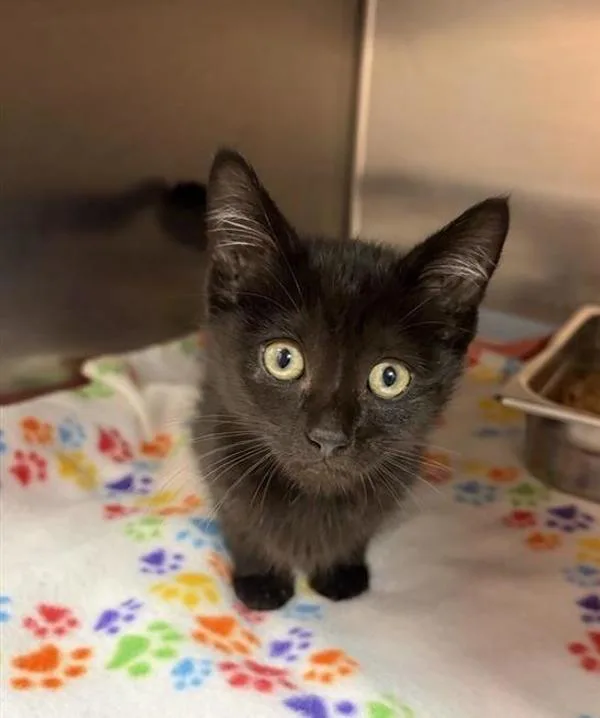 A baby small-sized female Domestic Medium Hair cat named Mystique for adoption in Great Falls, MT