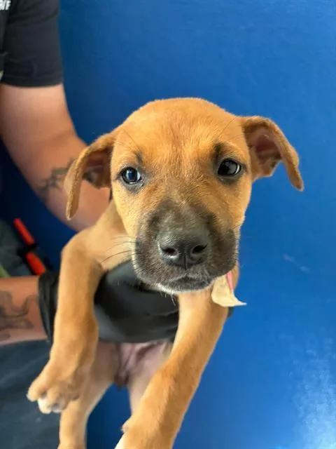 A baby small-sized female German Shepherd Dog dog named A for adoption in Visalia, CA