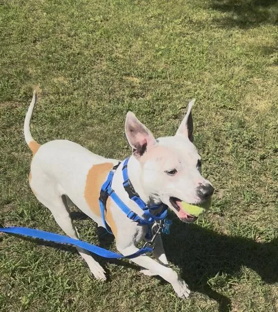 An adult medium-sized female Pit Bull Terrier dog named Sugar for adoption in Boston, MA