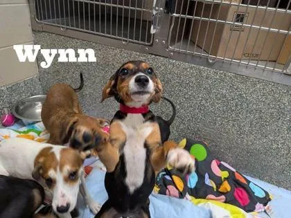 A baby medium-sized female Labrador Retriever dog named Wynn for adoption in Morton Grove, IL