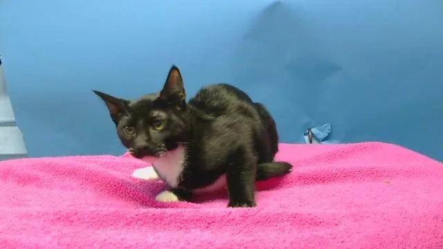 A baby medium-sized male Domestic Short Hair cat named Midnite for adoption in Gardena, CA