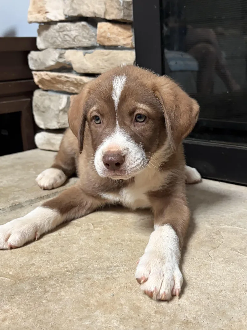 A baby medium-sized female Bicolor Labrador Retriever dog named Pico for adoption in Greensboro, NC