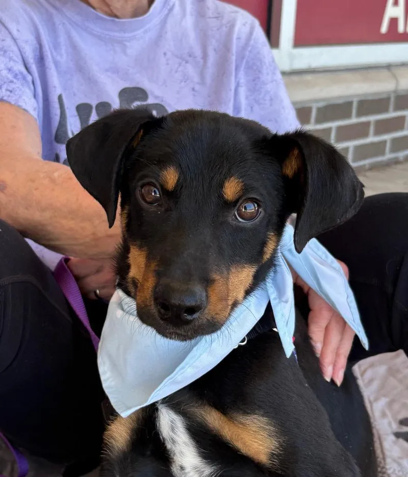 A baby large-sized male Hound dog named Doc for adoption in Ewing, NJ
