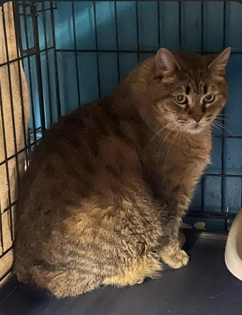 An adult extra large-sized male American Bobtail cat named Mulligan for adoption in Billings, MT