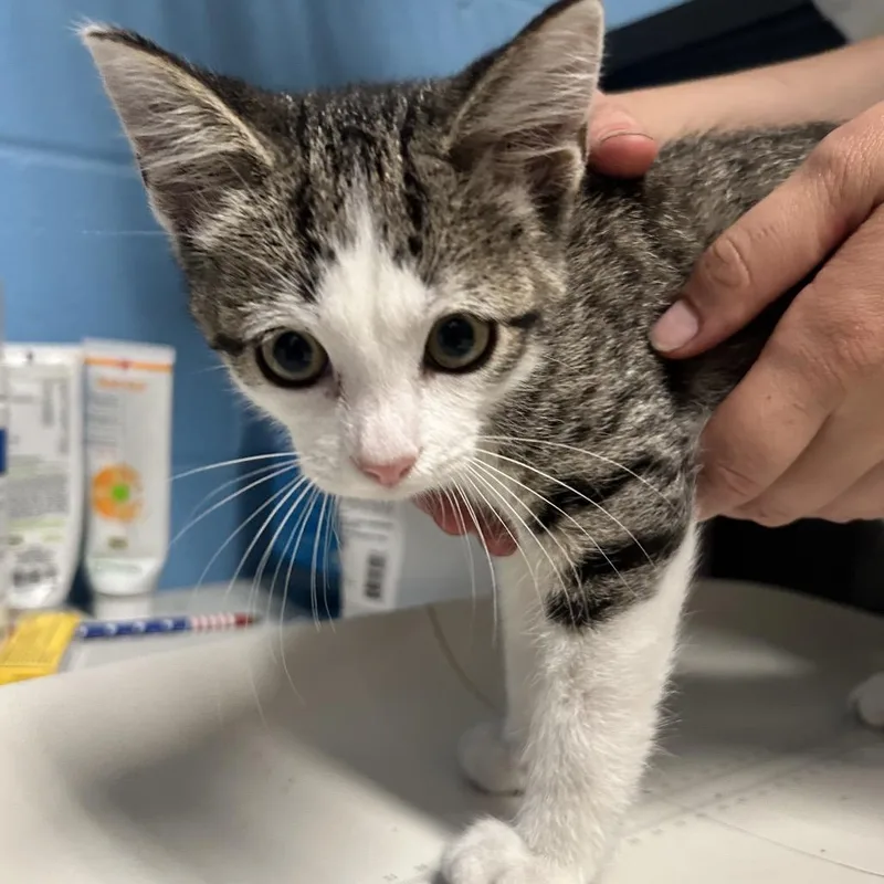 A baby small-sized male White Domestic Short Hair cat named Phil for adoption in Newport, NC
