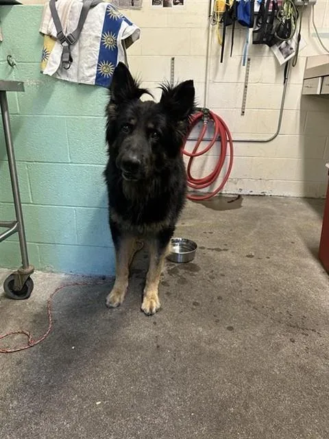An adult extra large-sized male German Shepherd Dog dog named Oso for adoption in Sacramento, CA