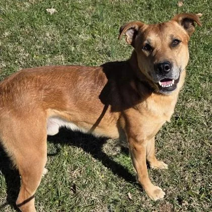 An adult medium-sized male Carolina Dog dog named Almond for adoption in Cumberland, MD