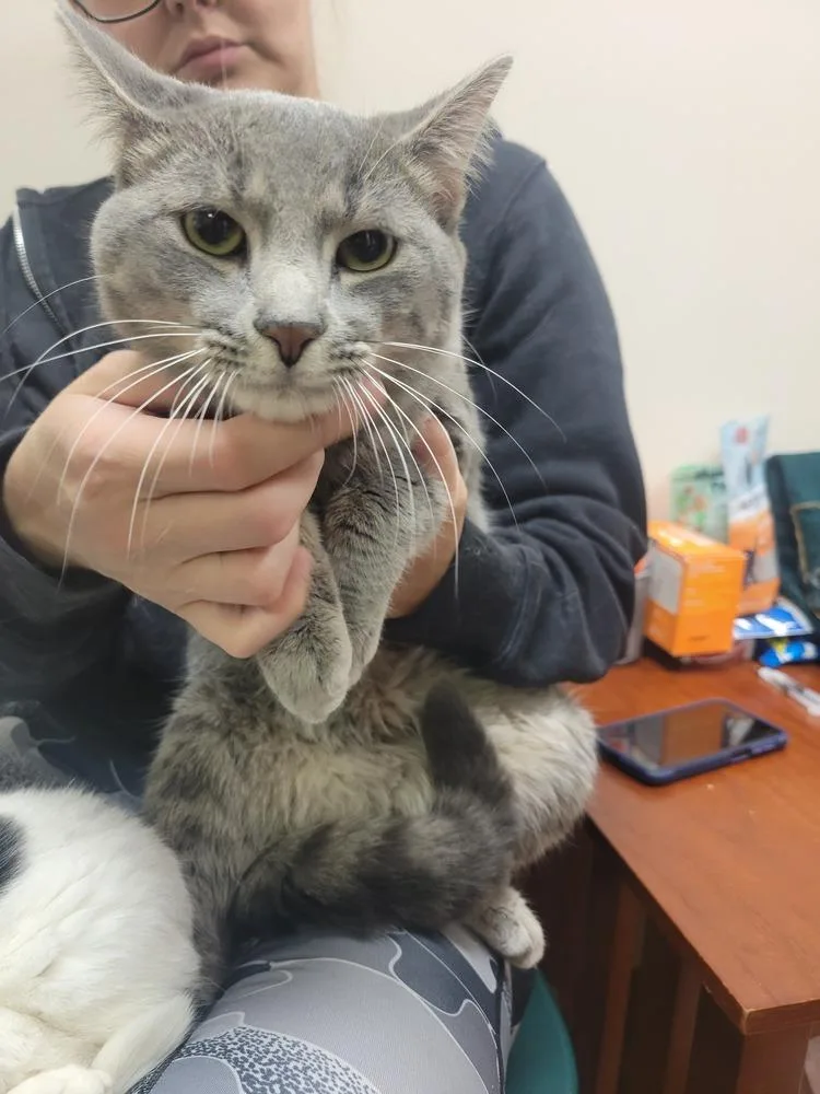 A young medium-sized male Gray & White Domestic Short Hair cat named Thomas for adoption in Lorain, OH