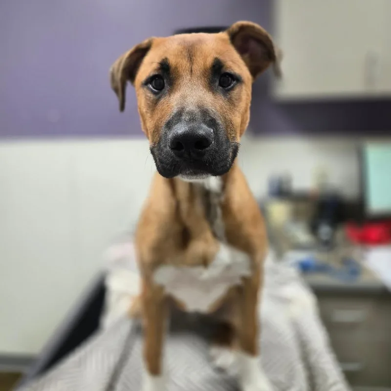 A baby medium-sized male Brown / Chocolate Shepherd dog named Bambi for adoption in Albuquerque, NM
