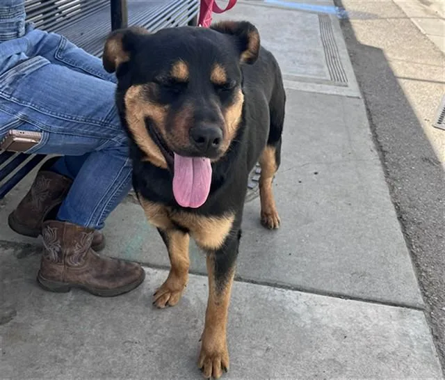 A young large-sized female German Shepherd Dog dog named A for adoption in Stockton, CA