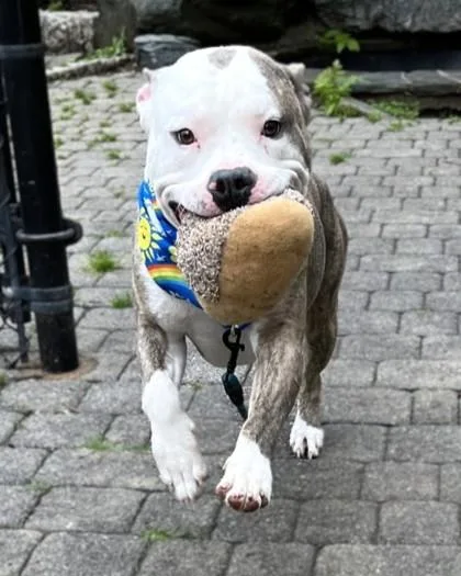Dunkin