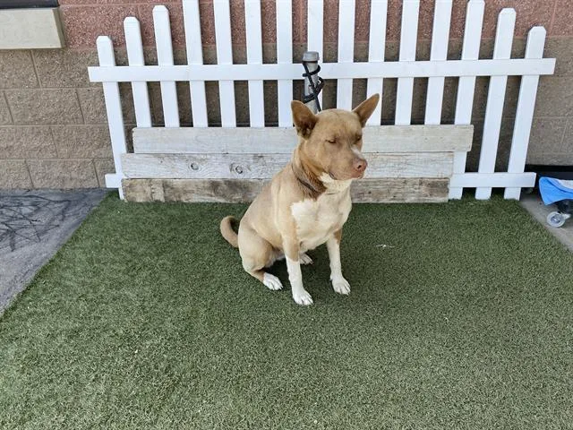 An adult large-sized female Pit Bull Terrier dog named Sandy for adoption in Modesto, CA