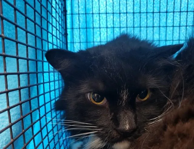 An adult small-sized male Turkish Angora cat named Gizmo for adoption in Tucson, AZ