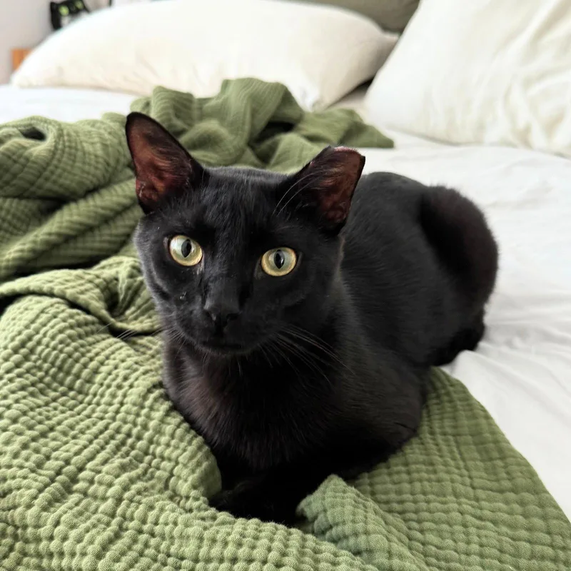 An adult medium-sized male Black Domestic Short Hair cat named Marketing for adoption in Brooklyn, NY