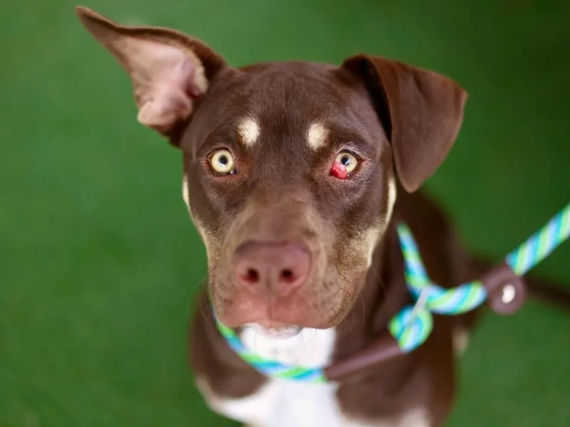 A young medium-sized female Pit Bull Terrier dog named Reign for adoption in Los Angeles, CA