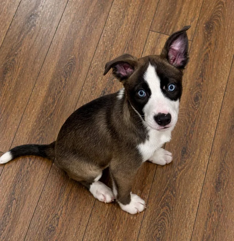 A baby medium-sized female Husky dog named Hawaii for adoption in Muskego, WI