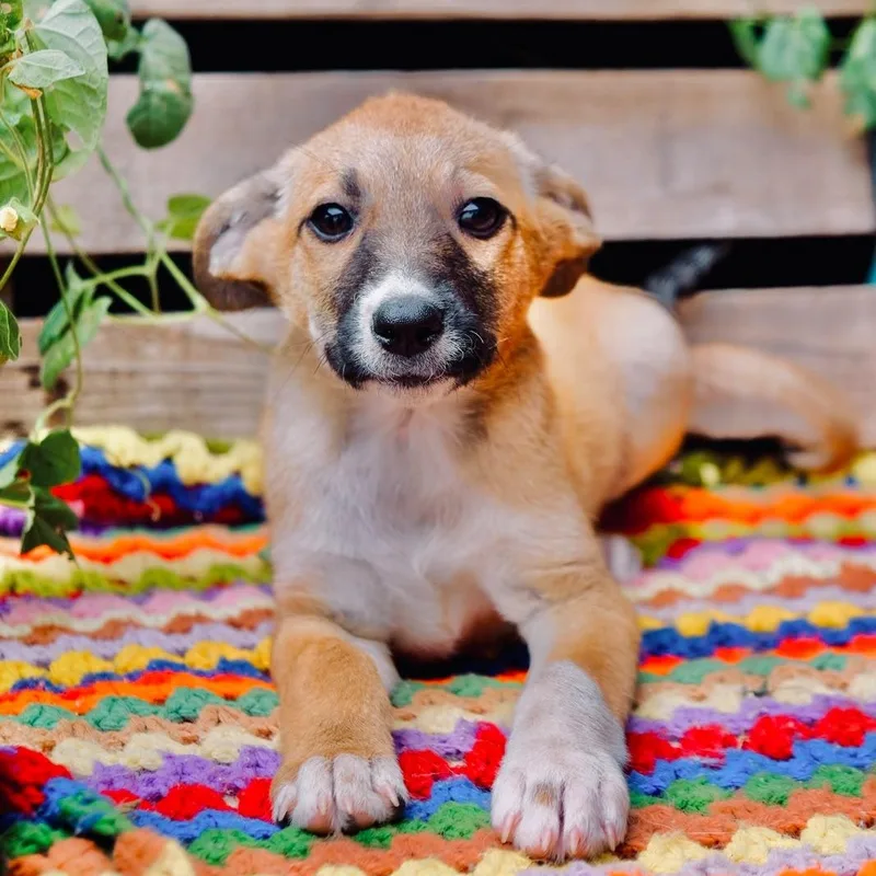 A baby medium-sized female Black Labrador Retriever dog named Kookie for adoption in San Diego, CA
