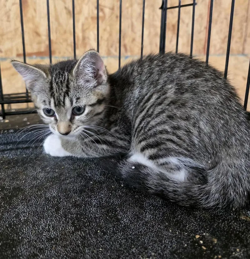 A baby small-sized female Tabby (Brown / Chocolate) Domestic Short Hair cat named Merlot for adoption in Metamora, IL