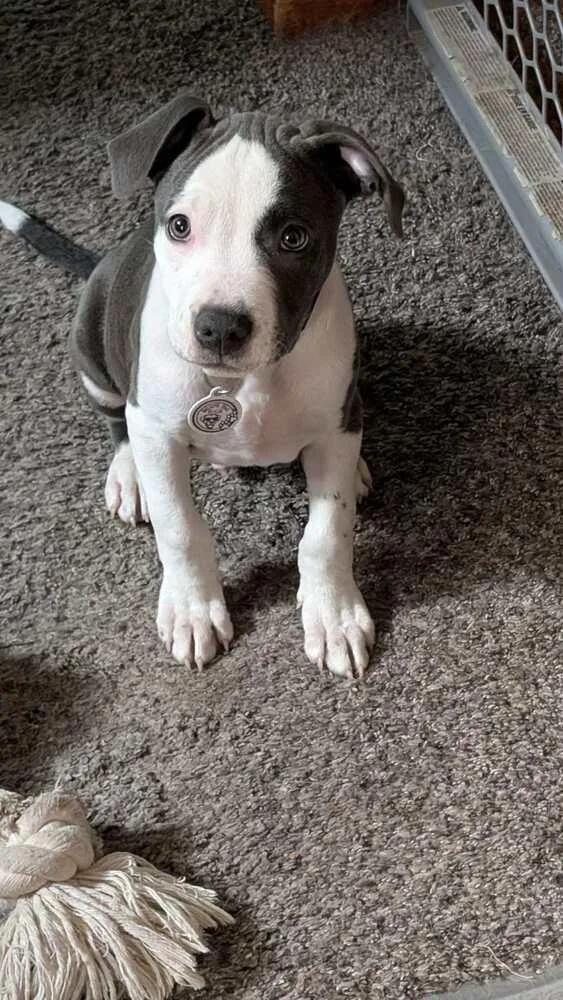 A baby large-sized male Gray / Blue / Silver Mastiff dog named Luigi for adoption in Alden, NY