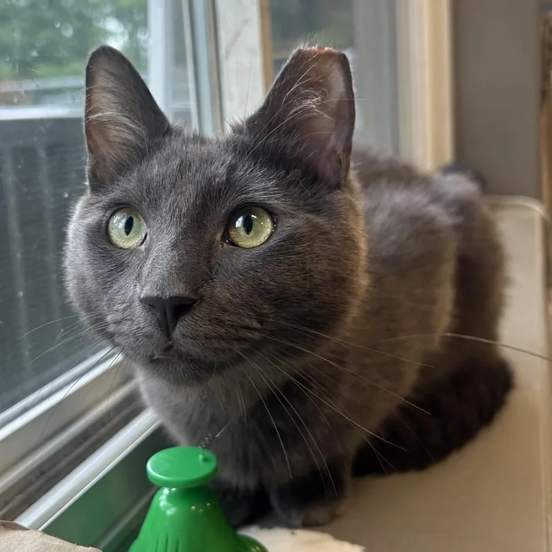 An adult medium-sized male Gray / Blue / Silver Domestic Short Hair cat named Chico for adoption in Wilmington, DE