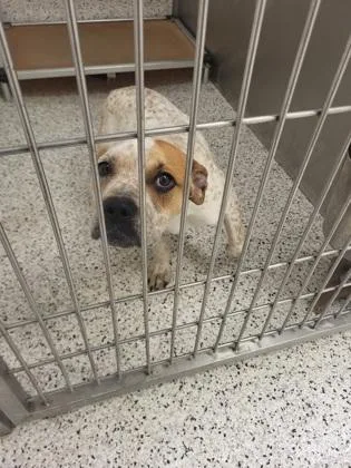 A young medium-sized female Pit Bull Terrier dog named Furcilla for adoption in Atlanta, GA