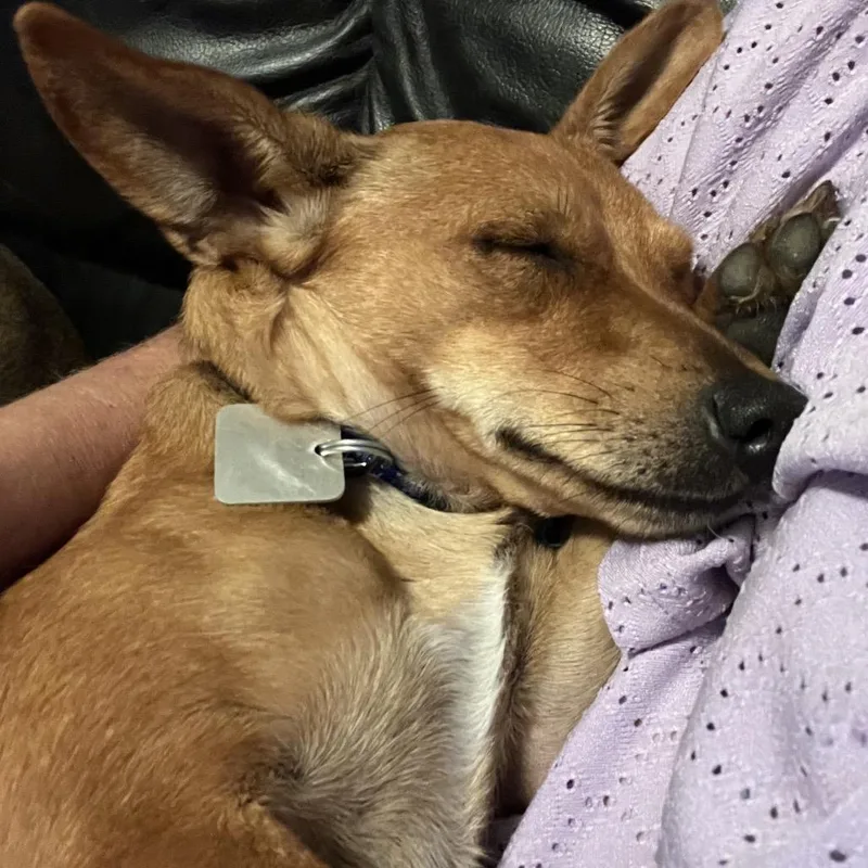 An adult small-sized female Yellow / Tan / Blond / Fawn Chihuahua dog named Tiki for adoption in Farmersville, OH