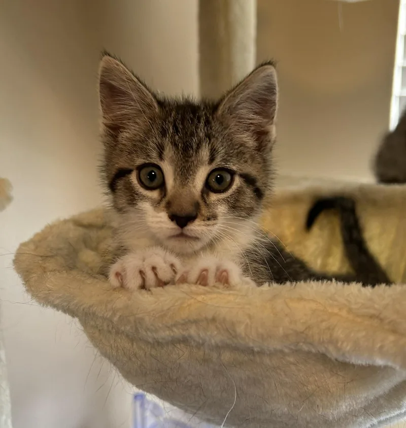 A baby medium-sized male Gray & White Domestic Short Hair cat named Benedict for adoption in Lewis Center, OH