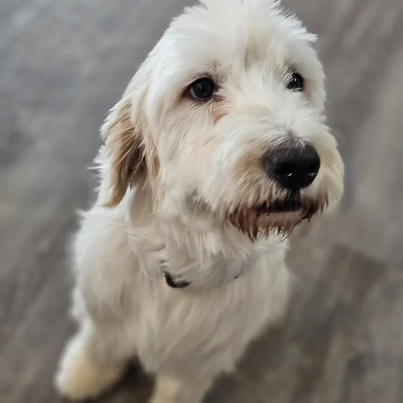 A young medium-sized female Apricot / Beige Aussiedoodle dog named Elsie Springfield for adoption in O Fallon, IL