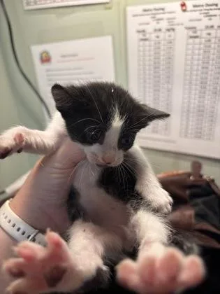 A baby medium-sized female Domestic Short Hair cat named Baylen for adoption in Picayune, MS