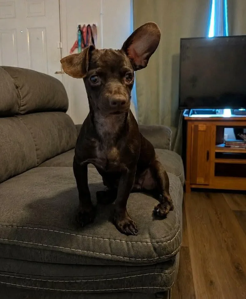 A young small-sized male Brown / Chocolate Chiweenie dog named Valentino for adoption in Wichita Falls, TX