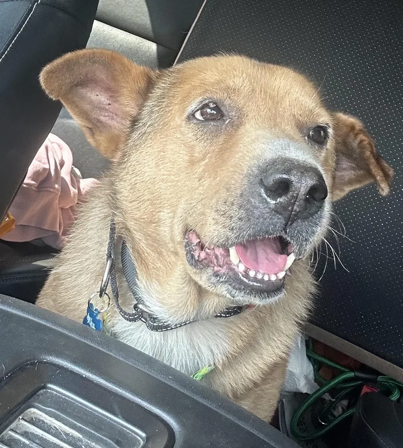 A senior medium-sized male Yellow / Tan / Blond / Fawn Rat Terrier dog named Gideon for adoption in Naperville, IL