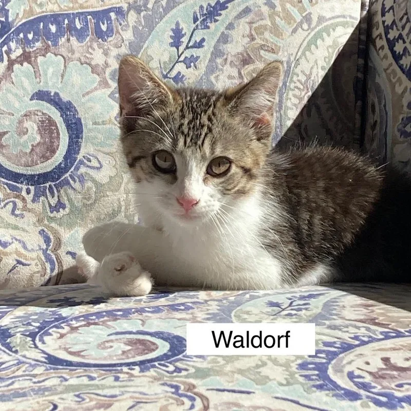 Waldorf C thumbnail 4