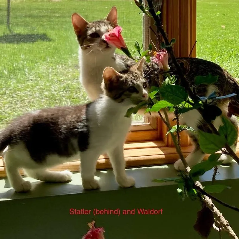 Waldorf C thumbnail 5