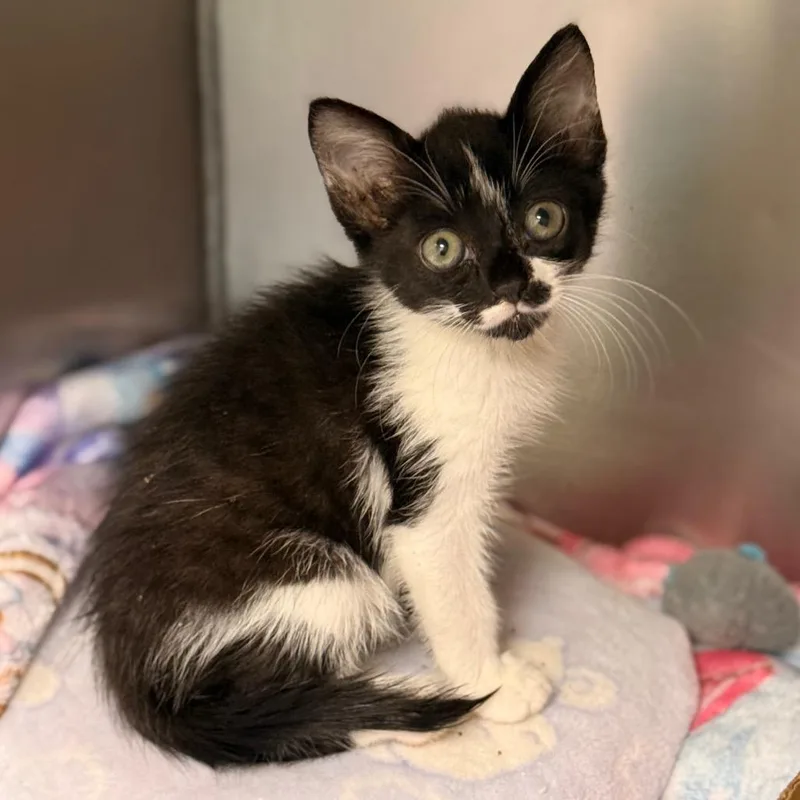 A baby small-sized female Domestic Short Hair cat named Parsley for adoption in Cumming, GA