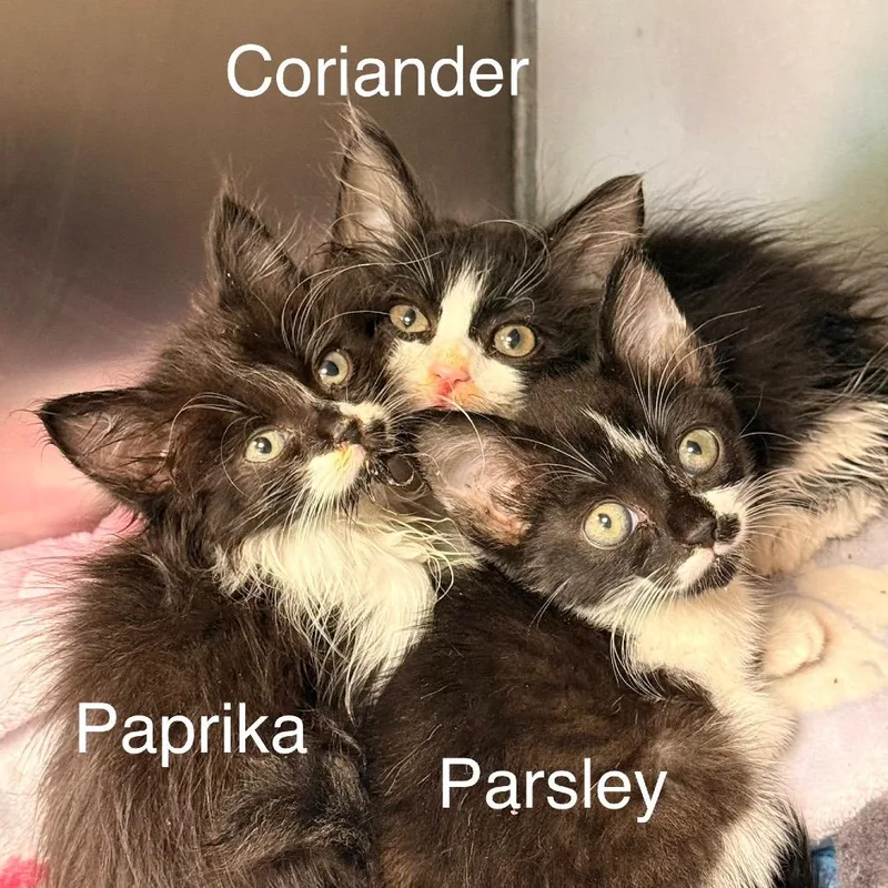 Parsley thumbnail 2