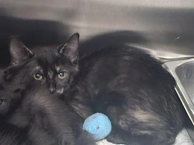 A baby small-sized female Domestic Short Hair cat named Rose for adoption in Pueblo, CO
