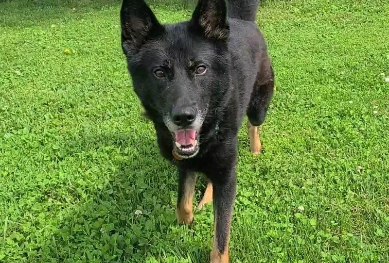 An adult medium-sized male Black German Shepherd Dog dog named Cash for adoption in Elizabeth, IL