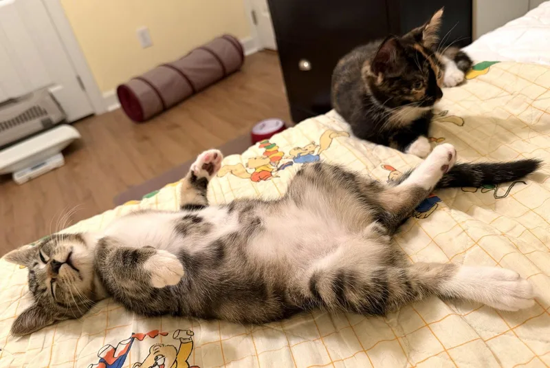 A baby medium-sized male Domestic Short Hair cat named Rooster for adoption in Pittsboro, NC