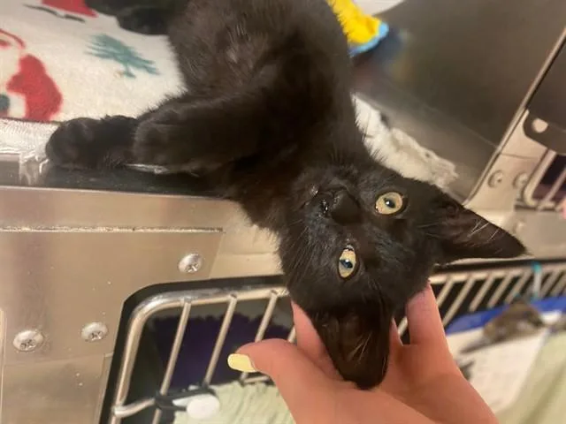 A baby small-sized male Domestic Short Hair cat named Motorola for adoption in Fort Wayne, IN