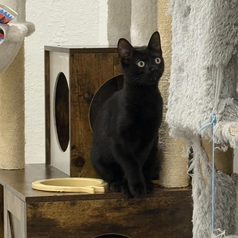 A baby small-sized male Black Bombay cat named Midnight for adoption in Miami, FL