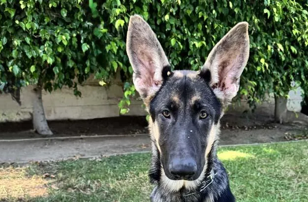 A young large-sized female Bicolor German Shepherd Dog dog named Jade for adoption in Newport Beach, CA