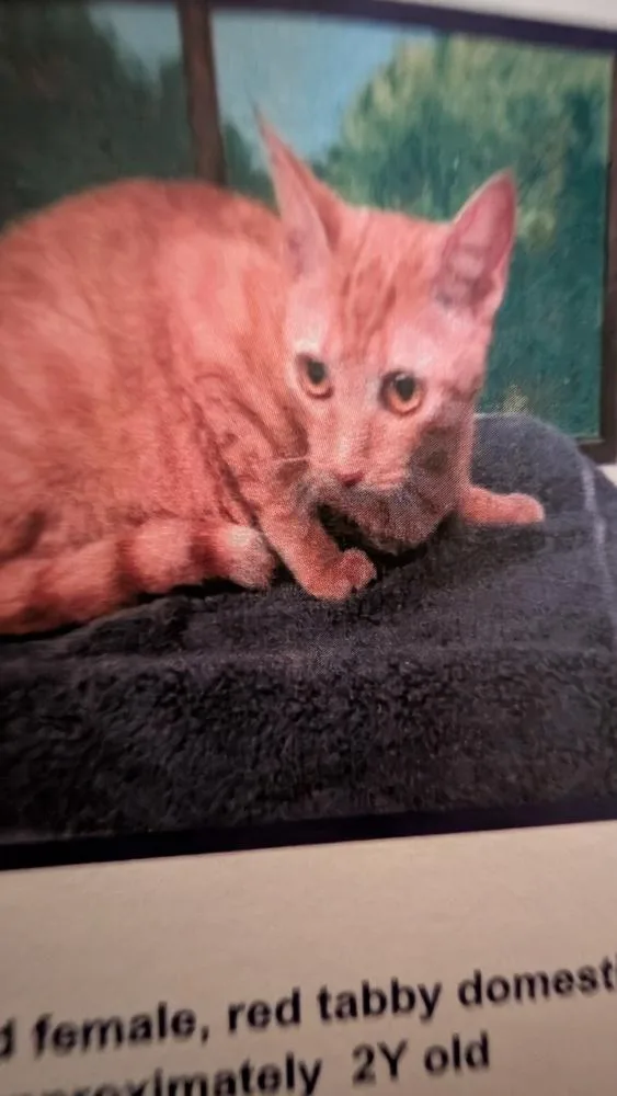 An adult medium-sized female Tabby (Orange / Red) Domestic Short Hair cat named Chedda for adoption in Parker, CO
