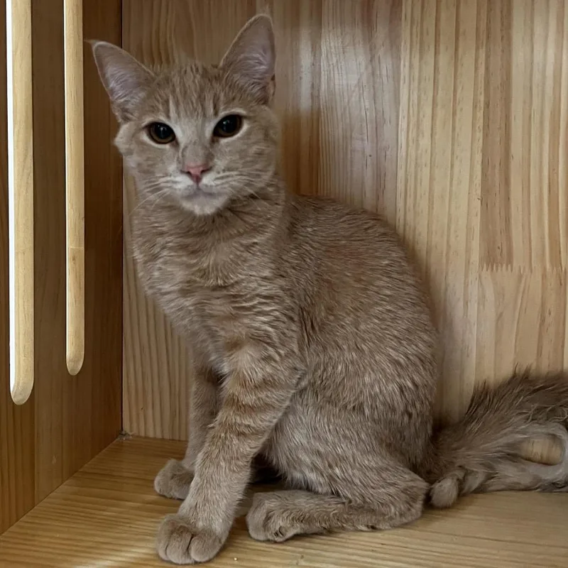 A young small-sized male Cream / Ivory Domestic Short Hair cat named Crouton for adoption in Yucca Valley, CA