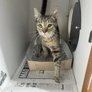 A young small-sized female Tabby (Brown / Chocolate) Domestic Short Hair cat named Tiny Tina for adoption in Phoenixville, PA