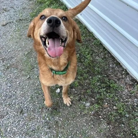 A senior medium-sized male Red / Chestnut / Orange Yellow Labrador Retriever dog named Wrigley for adoption in Dinwiddie, VA