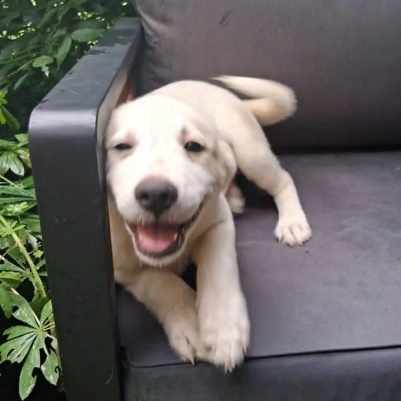 A baby medium-sized female White / Cream Labrador Retriever dog named Puppy for adoption in North Jackson, OH