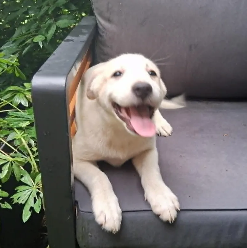 Puppy thumbnail 2