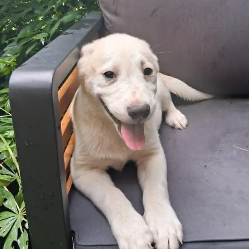 Puppy thumbnail 3