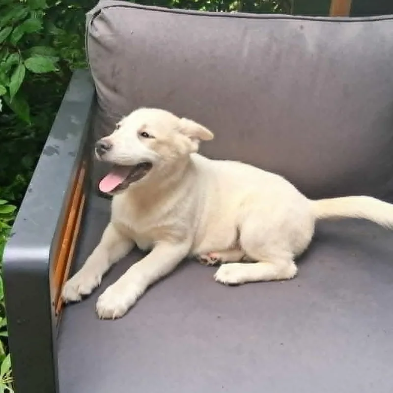Puppy thumbnail 4